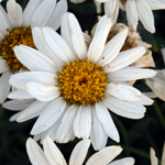 Agryranthemum Day-Zee White